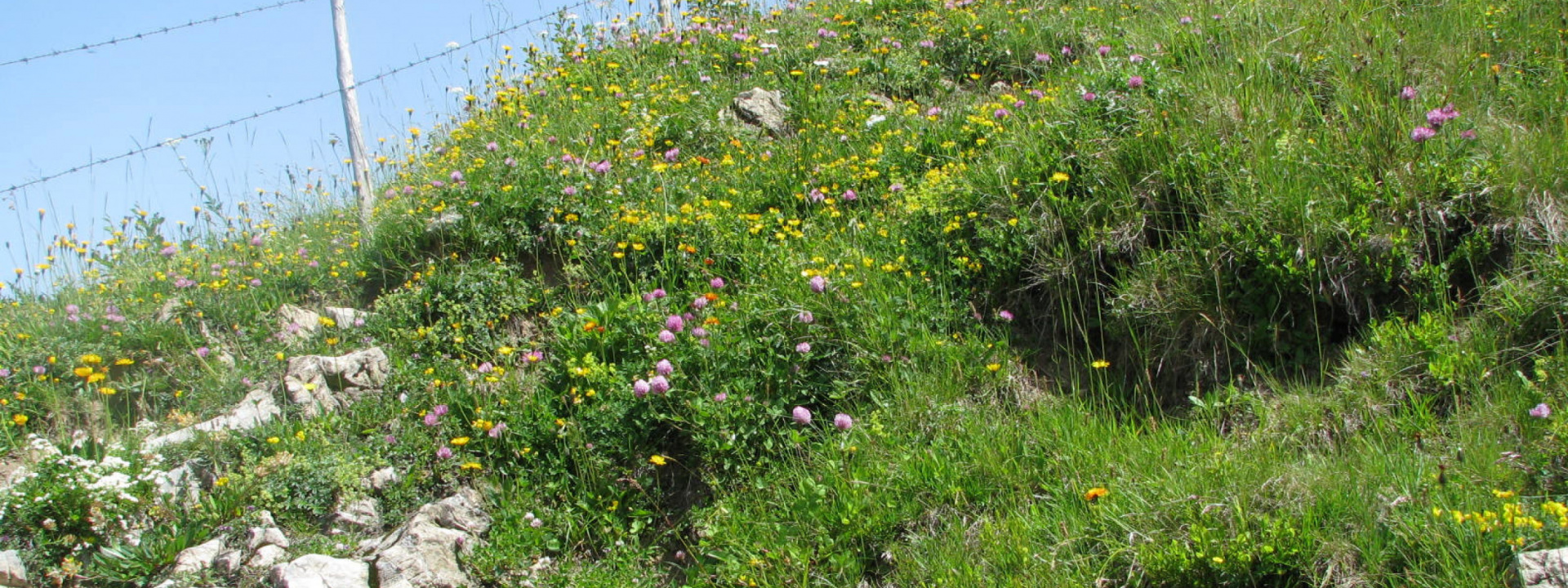 IMG_1478.JPG